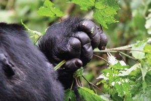 3 Days Bwindi Gorilla Trekking Safari