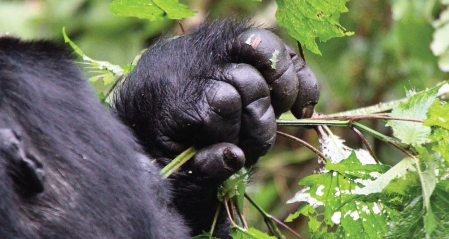 3 Days Bwindi Gorilla Trekking Safari