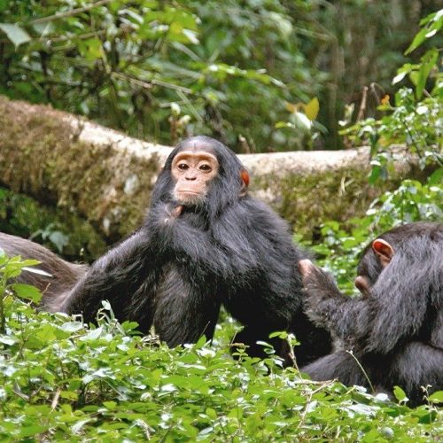 Kibale Forest Chimp Safari