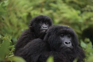 Uganda Gorilla Trekking in Bwindi