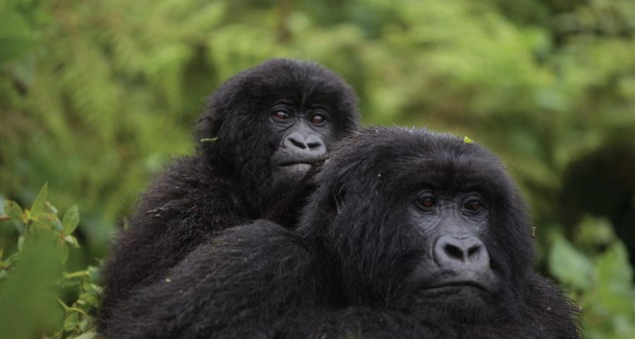 Uganda Gorilla Trekking in Bwindi