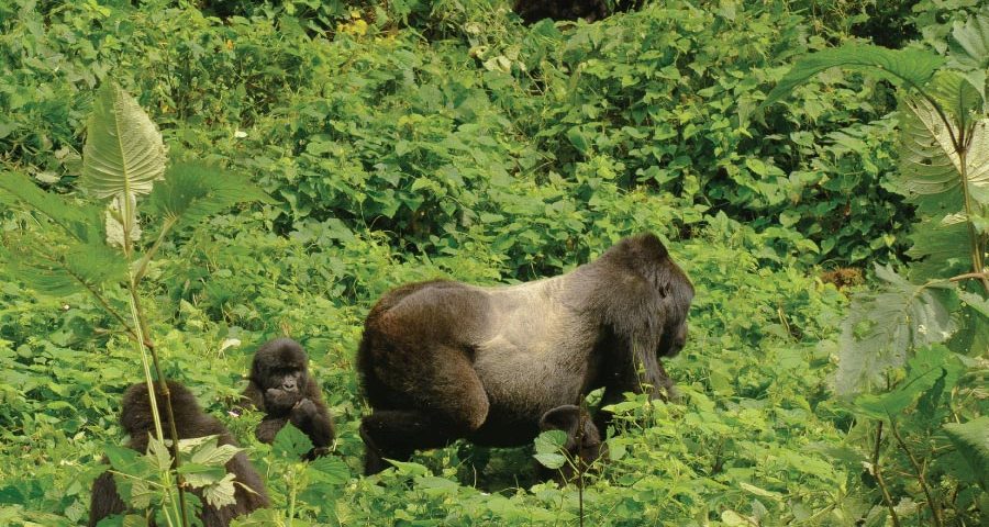 Silverback Gorilla - Gorilla Trekking Bwindi