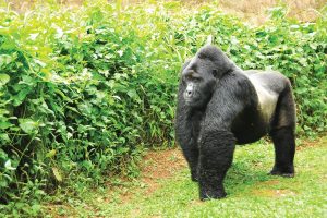 Silverback Gorilla - Uganda Rwanda Combined Safari