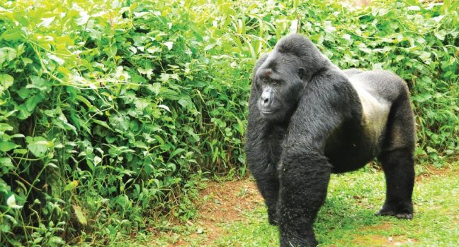 Silverback Gorilla - Uganda Rwanda Combined Safari