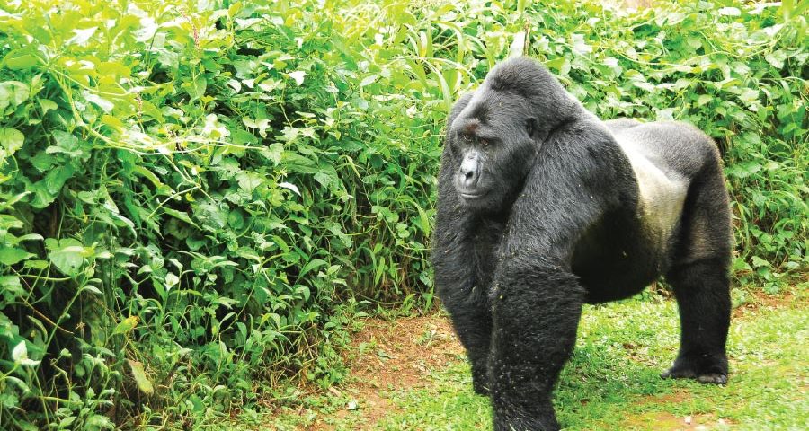 Silverback Gorilla - Uganda Rwanda Combined Safari