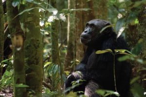 Kibale Forest National Park Chimpanzee Trekking Uganda Safari