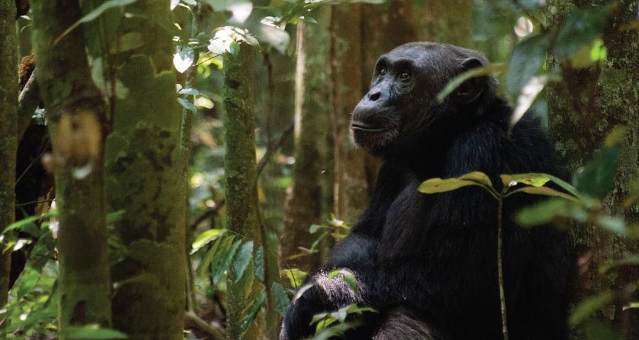 Kibale Forest National Park Chimpanzee Trekking Uganda Safari
