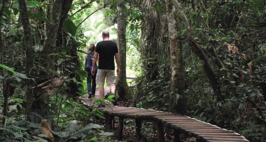 Kibale Forest National Park Walk - Chimpanzee Trekking Uganda Safari