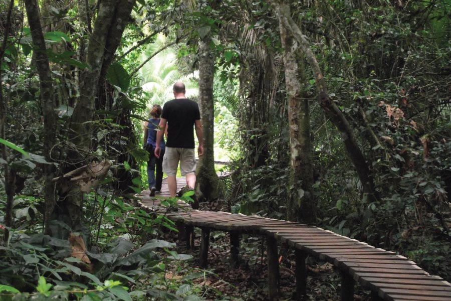Kibale Forest National Park Walk - Chimpanzee Trekking Uganda Safari