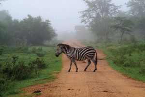 Lake Mburo National Park Safari Uganda