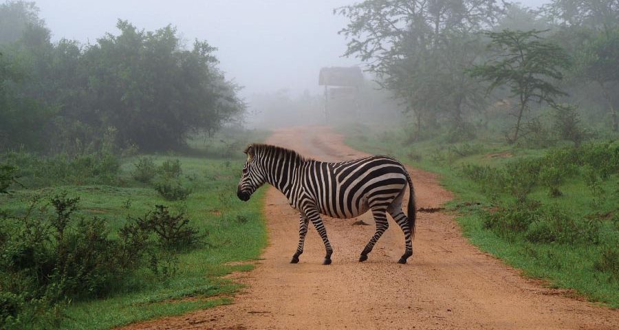 Lake Mburo National Park Safari Uganda