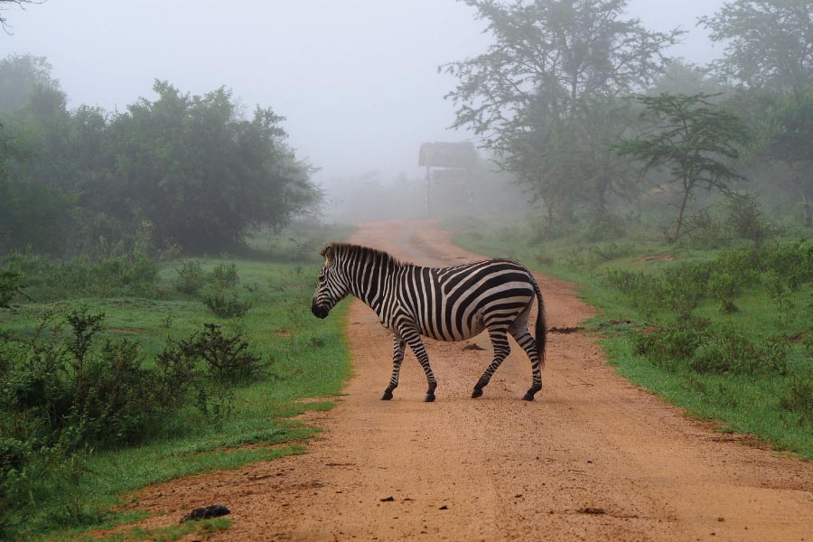 Lake Mburo National Park Safari Uganda