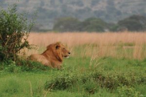 Murchison Falls Lion - Uganda Rwanda Safari Adventure