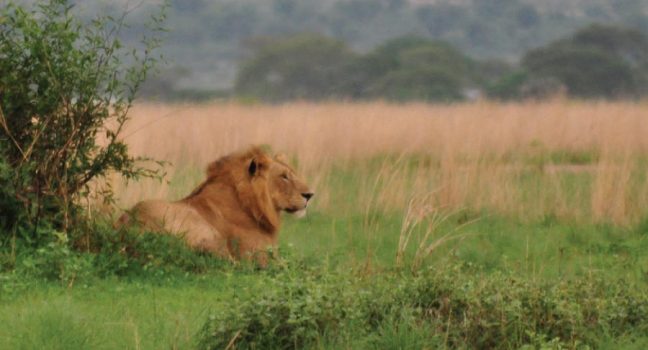 Murchison Falls Lion - Uganda Rwanda Safari Adventure