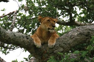 Ishahsha Tree lions