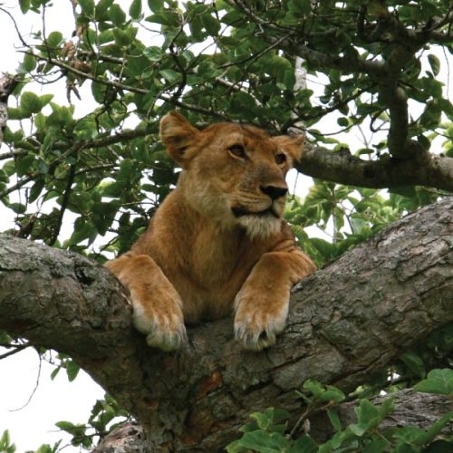 Ishahsha Tree lions