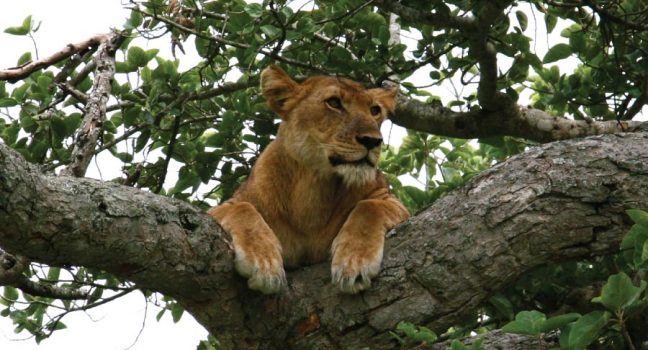 Ishahsha Tree lions