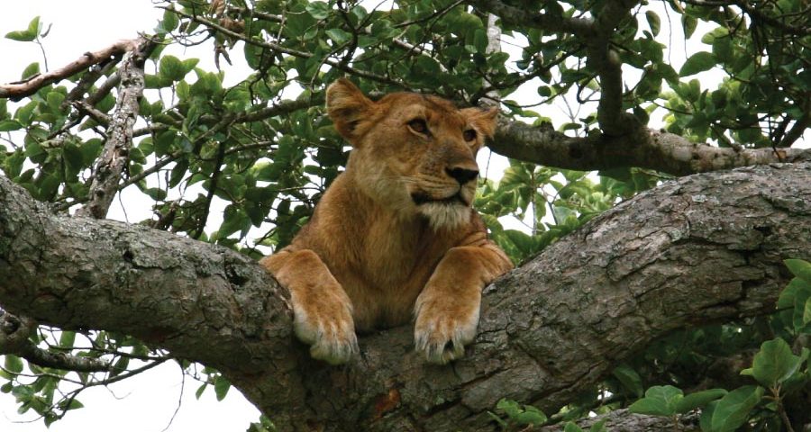 Ishahsha Tree lions