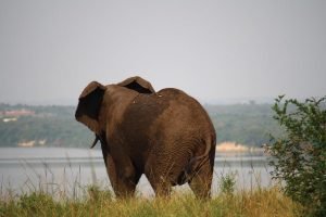 Queen Elizabeth National Park Safari Elephant, Uganda