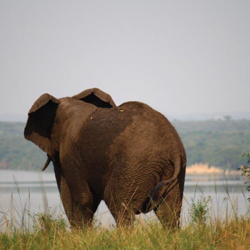 Queen Elizabeth National Park Safari Elephant, Uganda