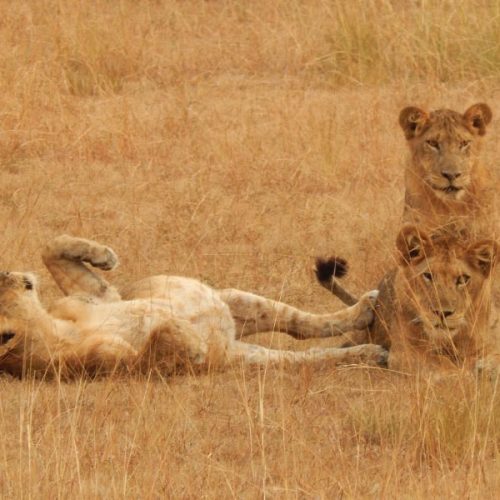 Queen Elizabeth National Park Savanna Lions