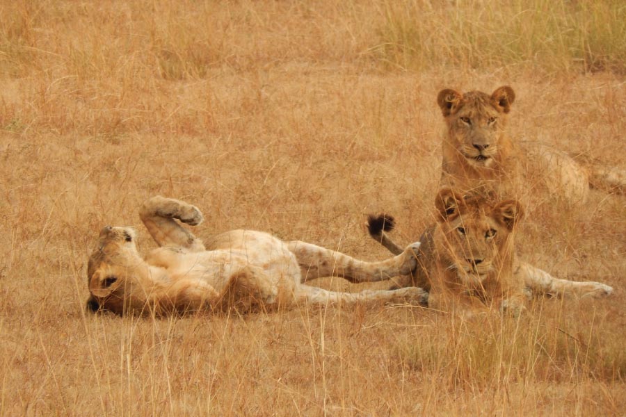 Queen Elizabeth National Park Savanna Lions