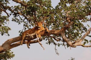 Queen Elizabeth National Park - Tree Climbing Lions