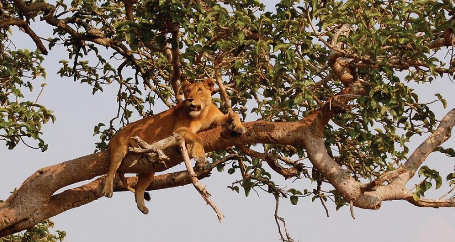 Queen Elizabeth National Park - Tree Climbing Lions