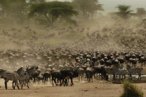 Serengeti Wildebeest Migration Safari