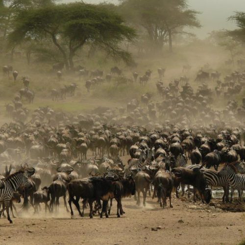 Serengeti Wildebeest Migration Safari