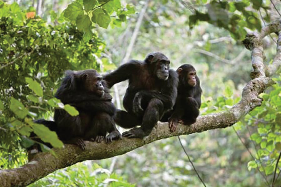 Gombe Stream National Park