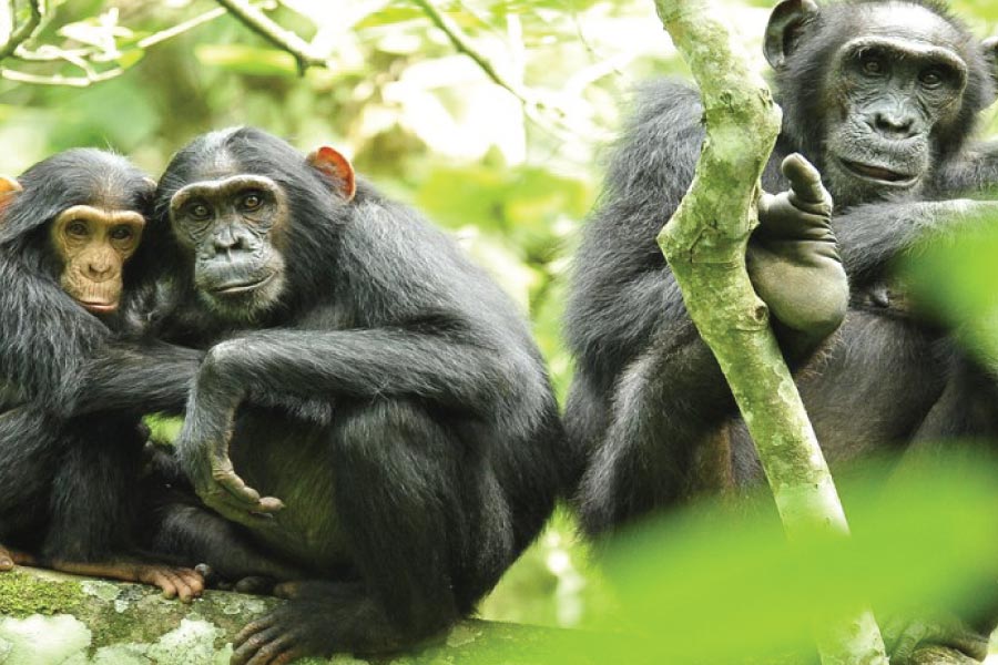 Kibale Forest National Park