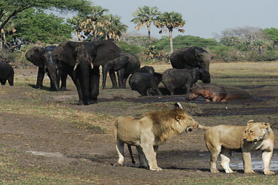 Katavi National Park