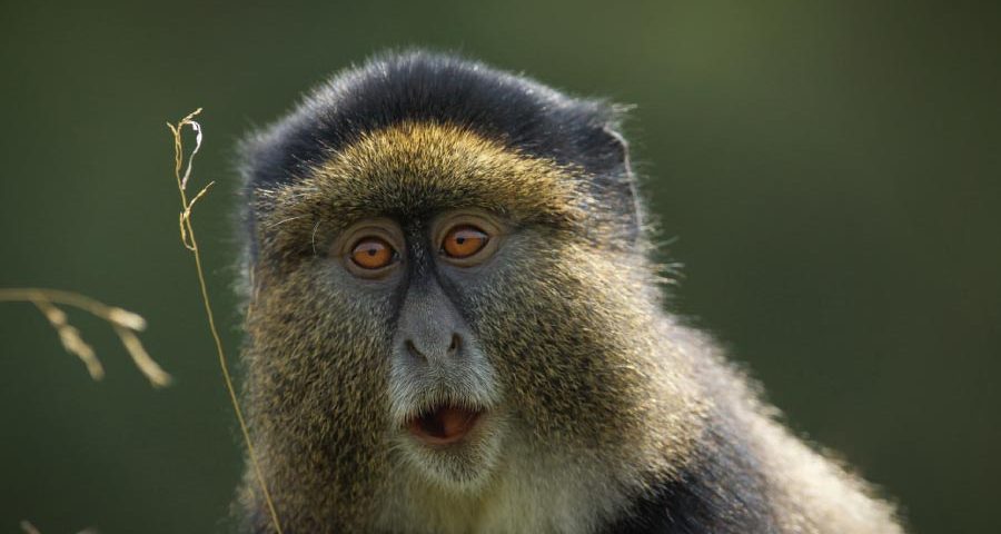 Golden Monkey Habituation Safari Experience