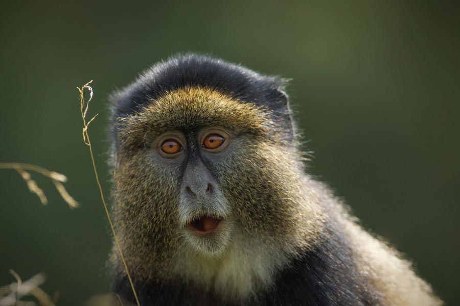 Golden Monkey Habituation Safari Experience
