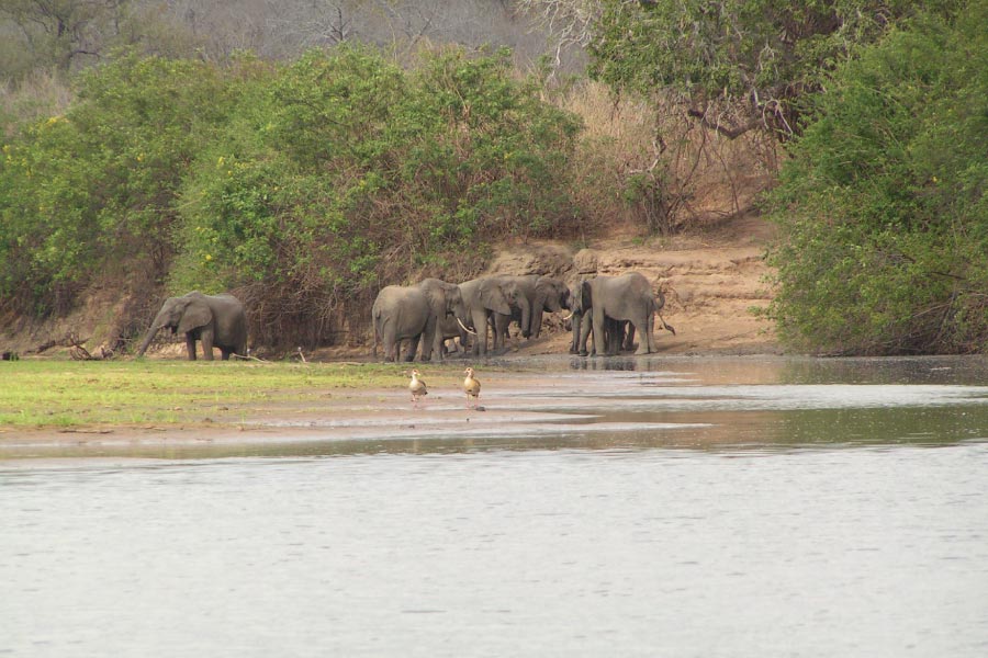 Selous Game Reserve Safari