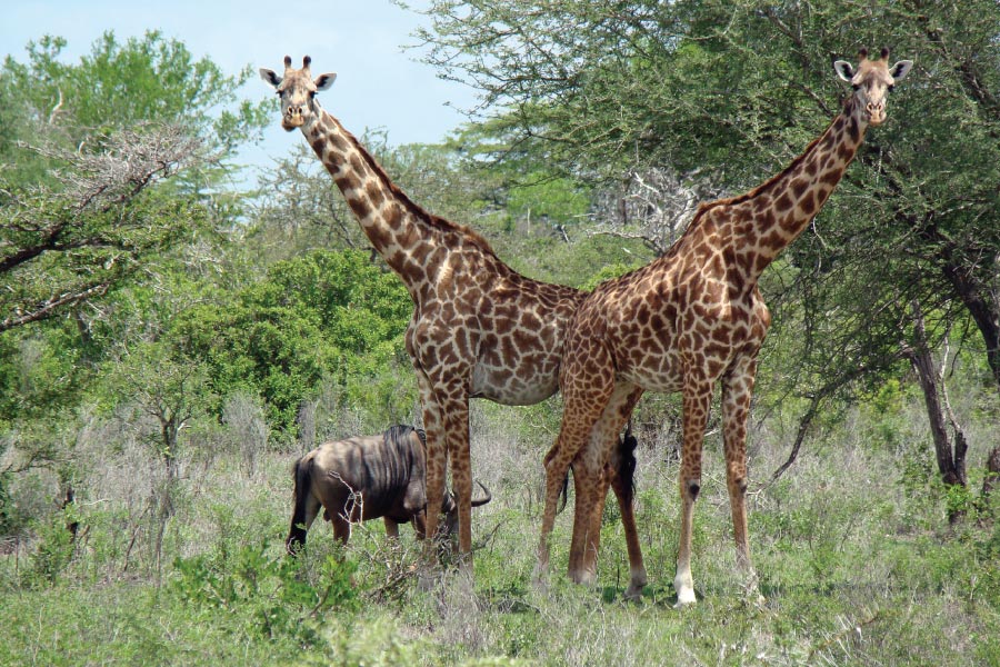 Selous Game Reserve Giraffes