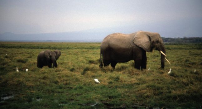 Amboseli National Park Elephants