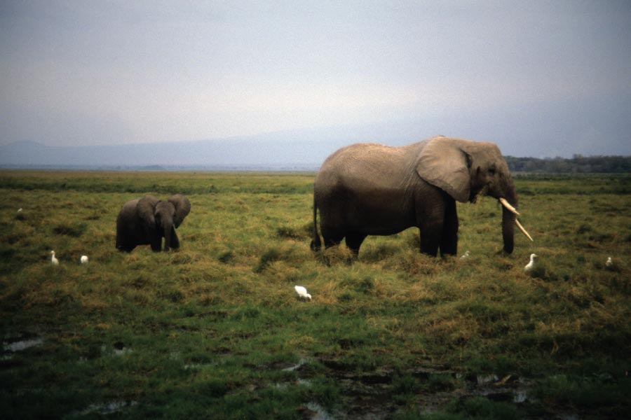 Amboseli National Park Elephants