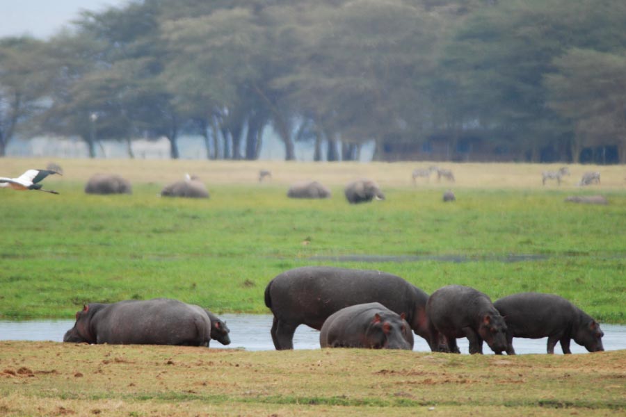 Amboseli National Park Hippos