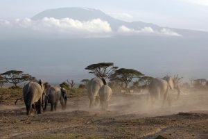 Kenya Safari - Amboseli National Park Kilimanjaro View