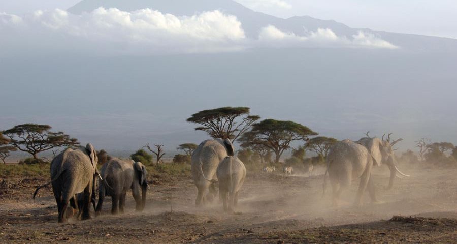 Kenya Safari - Amboseli National Park Kilimanjaro View
