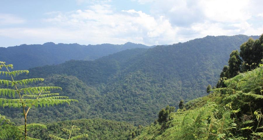 Where is Bwindi Impenetrable National Park Located?