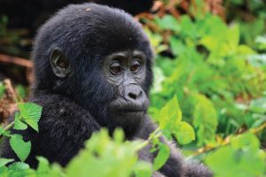 Bwindi Gorilla Tracking Safari