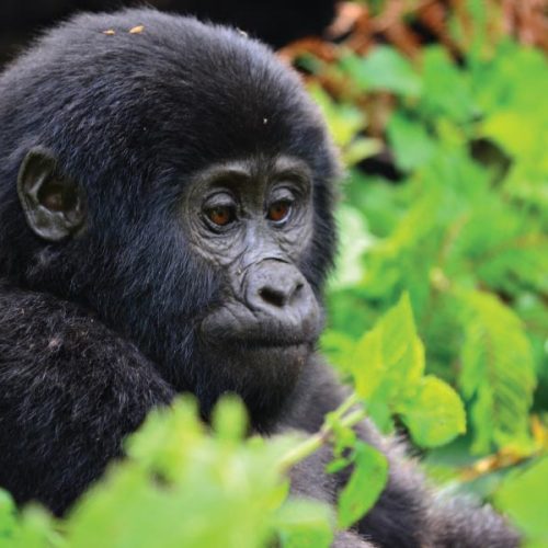 Bwindi Gorilla Tracking Safari