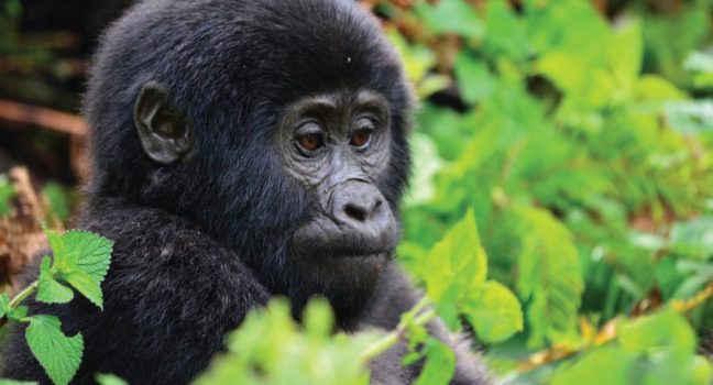 Bwindi Gorilla Tracking Safari