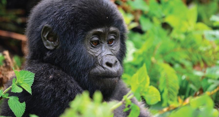 Bwindi Gorilla Tracking Safari