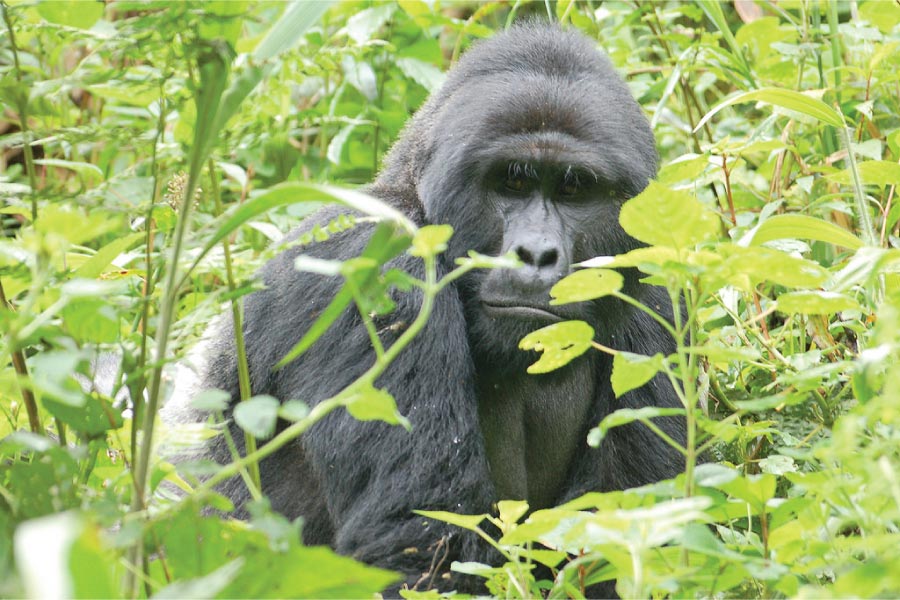 Bwindi Gorilla Trekking Safari