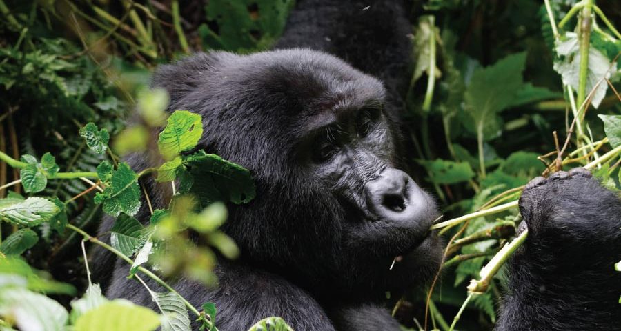 Gorilla Trekking In Uganda
