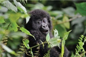 Gorilla Trekking In Uganda